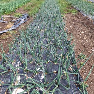 오남현님의 4월 내 작물 자랑하기 · 참여글 작성글 사진