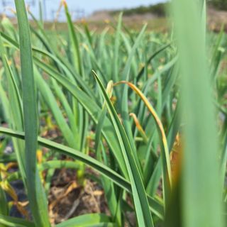 오남현님의 4월 내 작물 자랑하기 · 참여글 작성글 사진