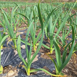 오남현님의 4월 내 작물 자랑하기 · 참여글 작성글 사진