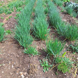 오남현님의 4월 내 작물 자랑하기 · 참여글 작성글 사진