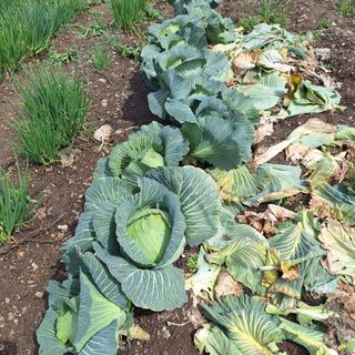 오남현님의 4월 내 작물 자랑하기 · 참여글 작성글 사진