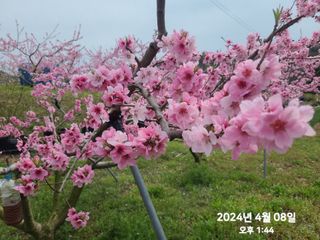동우농장(김대욱)님의 복숭아 · 자유게시판 작성글 사진
