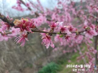 동우농장(김대욱)님의 복숭아 · 자유게시판 작성글 사진