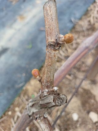 상훈경영체등록5년차님의 포도 · 자유게시판 작성글 사진