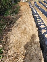 팜모닝 파·영농일지 게시글 이미지