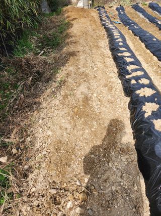 시골할배님의 파 · 영농일지 작성글 사진