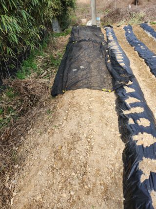 시골할배님의 파 · 영농일지 작성글 사진