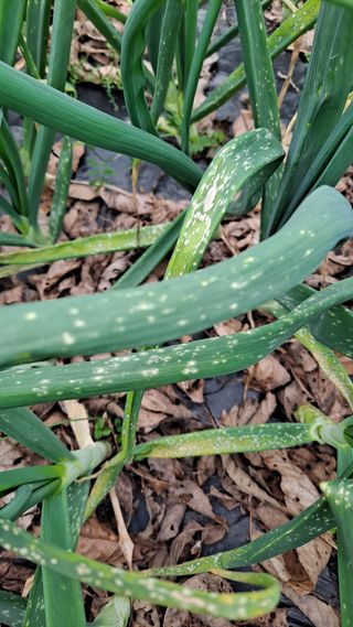 조용익(조용이세상)님의 양파 · 병해충상담 작성글 사진