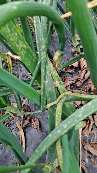 조용익(조용이세상)님의 양파 · 병해충상담 작성글 사진