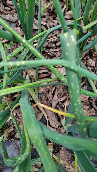 조용익(조용이세상)님의 양파 · 병해충상담 작성글 사진