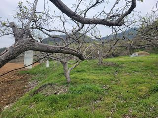 이출호님의 감 · 자유게시판 작성글 사진