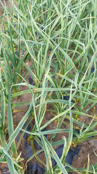 동읍초보임화영님의 농사, 무엇이든 물어보세요! · 참여글 작성글 사진