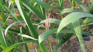 동읍초보임화영님의 농사, 무엇이든 물어보세요! · 참여글 작성글 사진