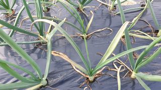 동읍초보임화영님의 농사, 무엇이든 물어보세요! · 참여글 작성글 사진