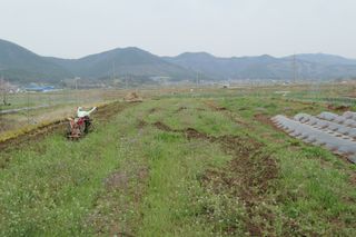 김영철님의 들깨 · 영농일지 작성글 사진