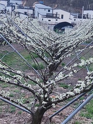 낙엽교목류13198님의 모임 반장님 칭찬해요 · 참여글 작성글 사진
