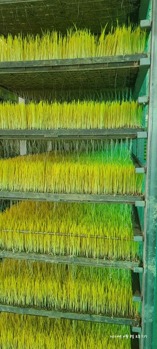 노란토끼님의 벼 · 영농일지 작성글 사진