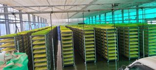 노란토끼님의 벼 · 영농일지 작성글 사진