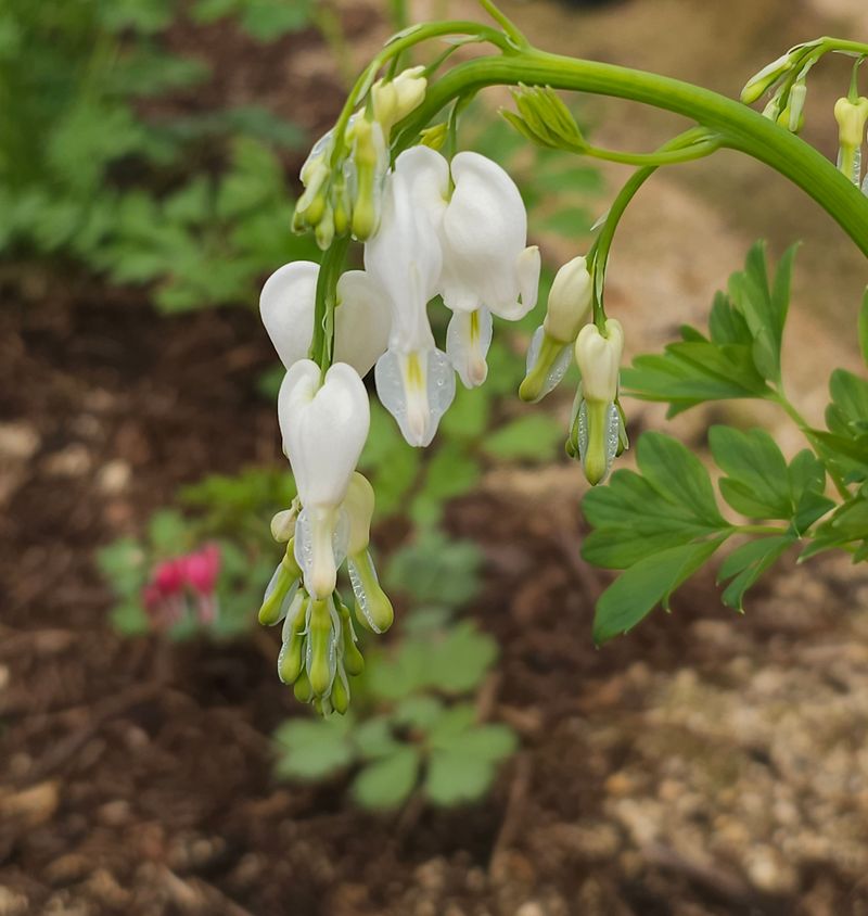장터 상품 [토종 흰 금낭화] 썸네일