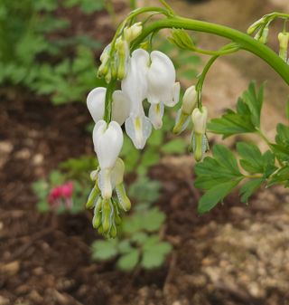 천지인야생화님의 작성글 사진
