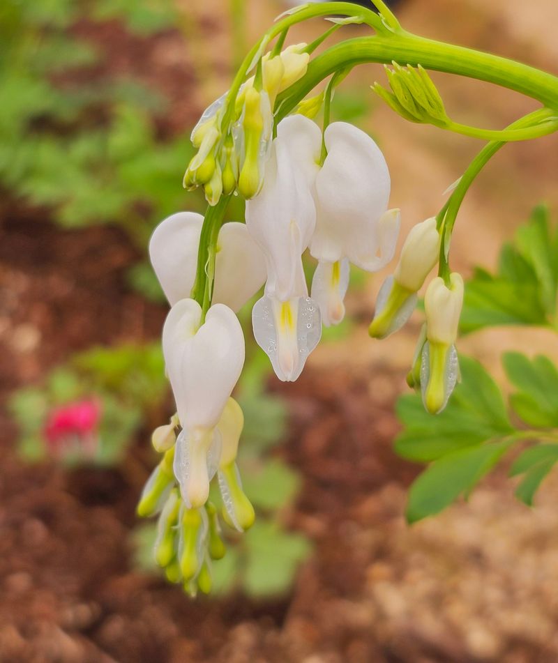 천지인야생화님의 장터 판매 상품 [토종 흰 금낭화] 첨부 사진