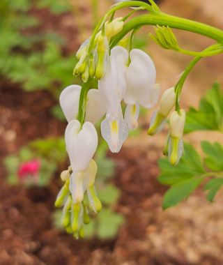 천지인야생화님의 작성글 사진