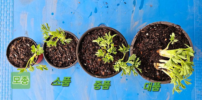 천지인야생화님의 장터 판매 상품 [토종 흰 금낭화] 첨부 사진