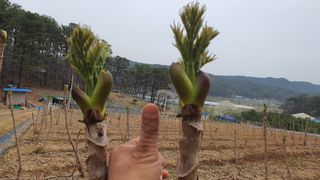 강병준님의 농사, 무엇이든 물어보세요! · 참여글 작성글 사진