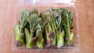 강병준님의 농사, 무엇이든 물어보세요! · 참여글 작성글 사진