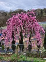 팜모닝 자유주제·자유게시판 게시글 이미지