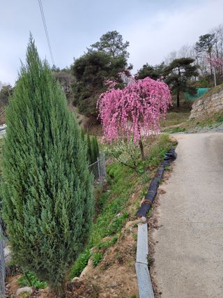 유병선(김천자두)님의 자유주제 · 자유게시판 작성글 사진