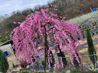 유병선(김천자두)님의 자유주제 · 자유게시판 작성글 사진