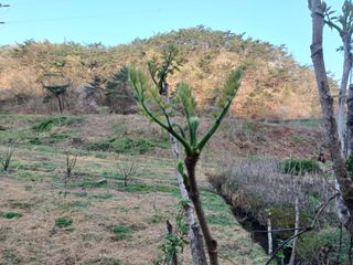 산골촌부님의 자유주제 · 자유게시판 작성글 사진