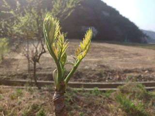 산골촌부님의 자유주제 · 자유게시판 작성글 사진