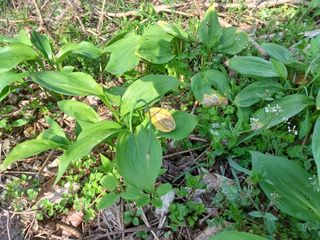 산골촌부님의 자유주제 · 자유게시판 작성글 사진
