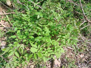 산골촌부님의 자유주제 · 자유게시판 작성글 사진