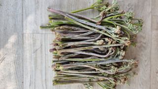 앙꼬르 블루베리님의 자유주제 · 자유게시판 작성글 사진