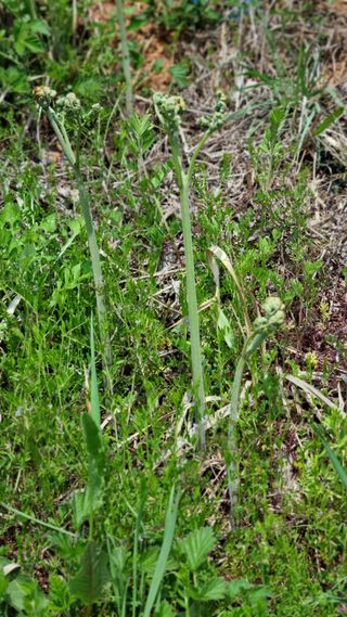 앙꼬르 블루베리님의 자유주제 · 자유게시판 작성글 사진