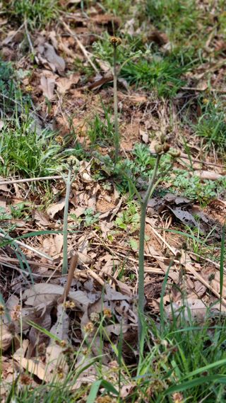 앙꼬르 블루베리님의 자유주제 · 자유게시판 작성글 사진