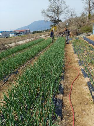 해아래님의 마늘 · 일상 작성글 사진