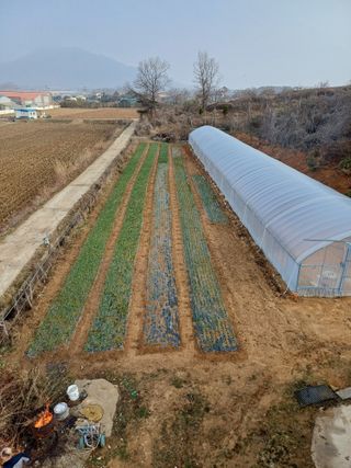 해아래님의 마늘 · 일상 작성글 사진