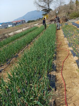 해아래님의 마늘 · 일상 작성글 사진
