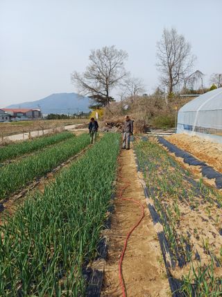 해아래님의 마늘 · 일상 작성글 사진