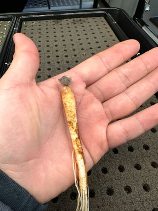 윤대권님의 상추 · 영농일지 작성글 사진