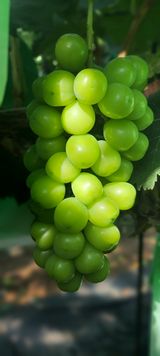 팜모닝 팜모닝·출석 게시글 이미지