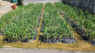 무현님의 마늘 · 병해충상담 작성글 사진