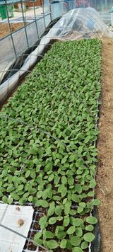 팜모닝 모임 반장님 칭찬해요·참여글 게시글 이미지