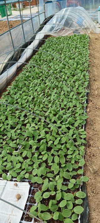 산양 위만(엄문섭)님의 모임 반장님 칭찬해요 · 참여글 작성글 사진