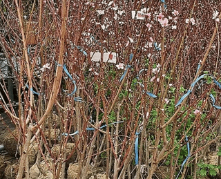 복숭아28401님의 모임 반장님 칭찬해요 · 참여글 작성글 사진