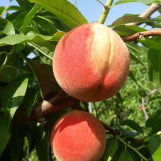 복숭아28401님의 모임 반장님 칭찬해요 · 참여글 작성글 사진